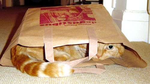 cat-in-bag-Nov-03